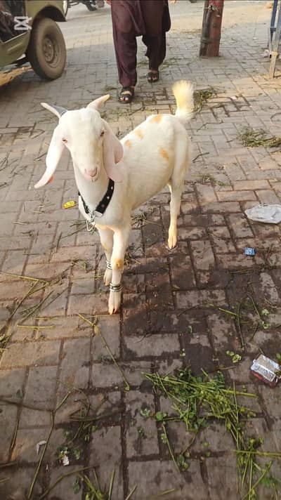 Male Gulabi Biser tapra good Quality 03182770227 for contact