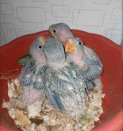 Raw Chick's For Sale