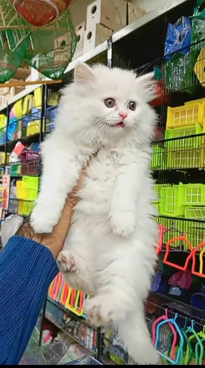 Quality Persian Punch face cat & kitten is03062848895Whatsapp