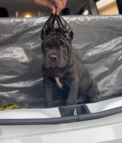 can carso puppy for sale in urgent