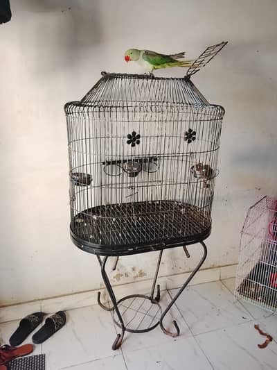 Cage for Raw or grey parrot