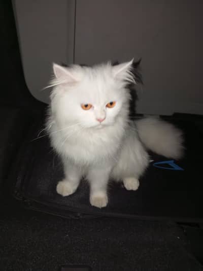 Persian cat