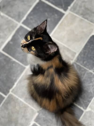 Calico persian fertile female cat