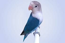 lovebirds breeder pair