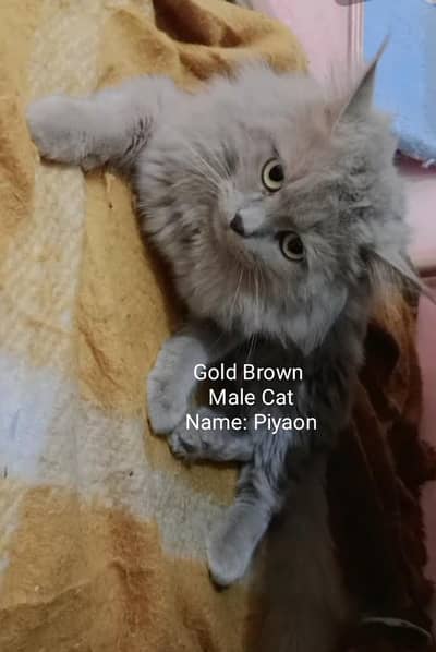 Gift Goldy Brown Male Cat to Family, Contact 0307,0133,687