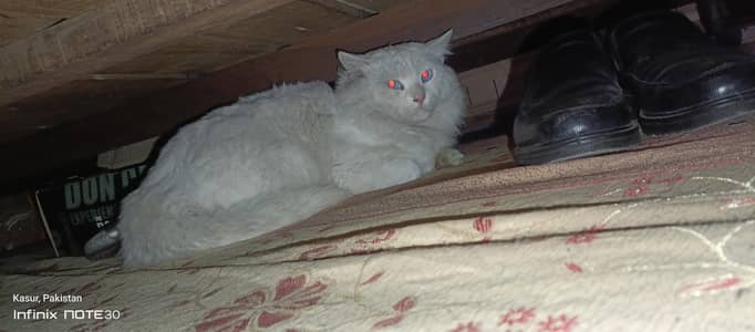 parshion cat blue eyes