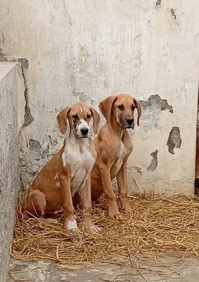 Great Dane male female puppies available for new homes