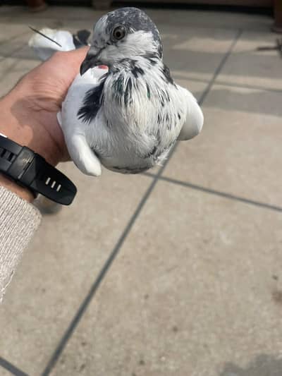 Pure 35 Wala Teddy Ali Wala Kabooter