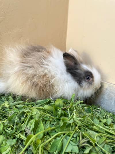 Teddy bear dwarf breeder pair female pregnant