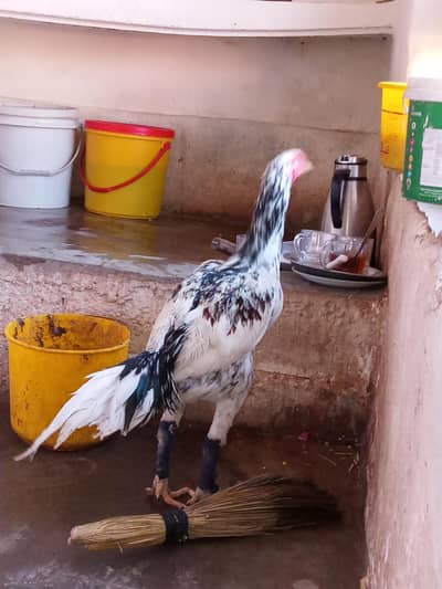 white tail wings cheena patha