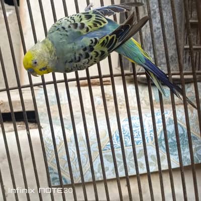 Rainbow working breeder male