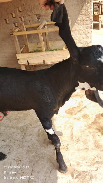 pure beetal bakra breader