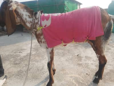 pure makhi cheeni  bkri  for sale