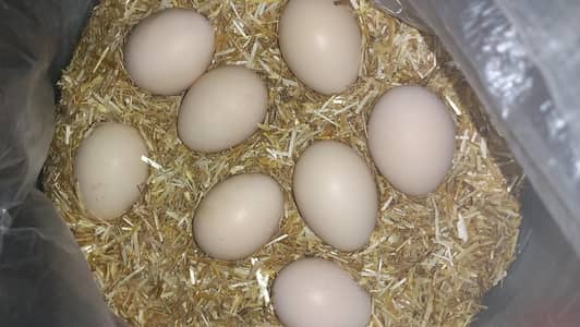 Fresh Fertile Aseel Eggs