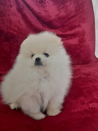 pomeranian  Good puppy for sale