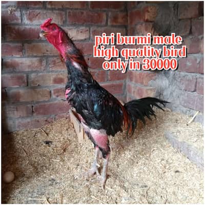 thai aseel/ maiyawali aseel/ shamo aseel. . . . read full add