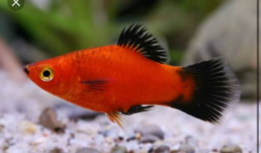 Platy and Gold dust Molly Available For Sale