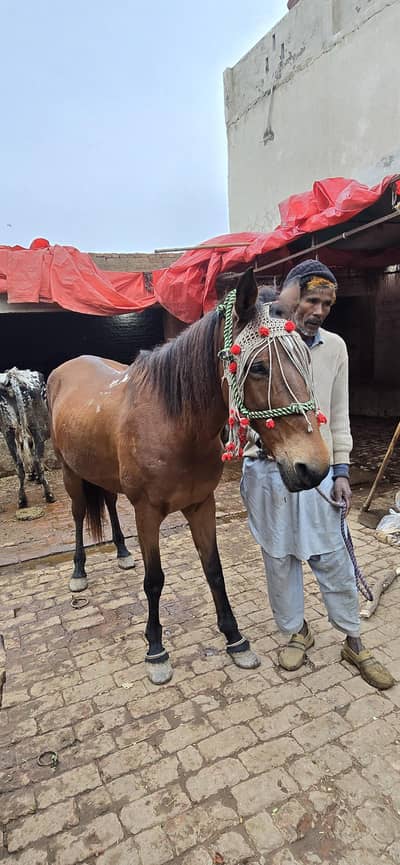 4 Mahiny ki Gabban Ghori for Sale.