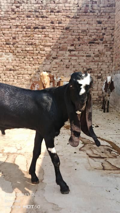 Pure beetal Bakra breeder