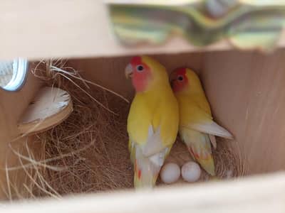 03347956581 love birds breads pair with eggs chiks cages