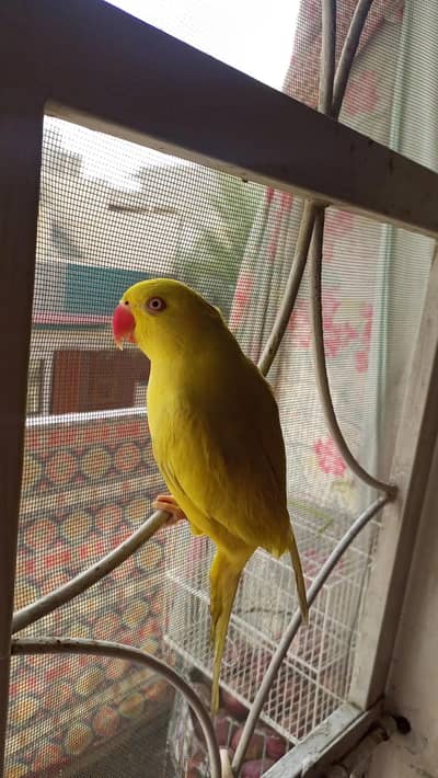 hand tame yellow ring male for sale