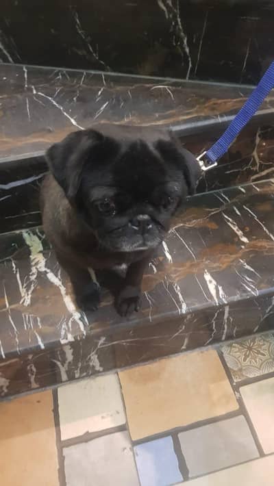 high quality black pug dog for sale