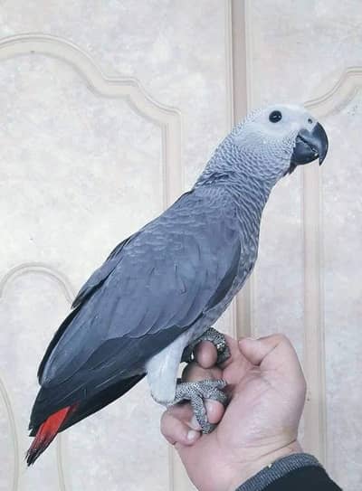 African grey parrot WhatsApp 03407747893