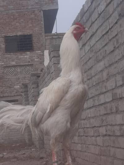 breeder full mast murga ha