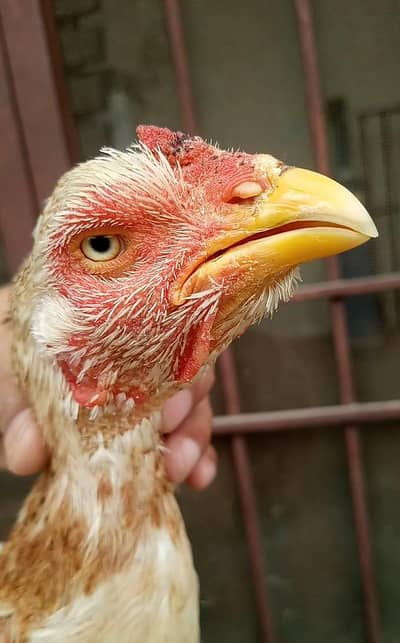 high quality old blood Pakistani madi 03204581798