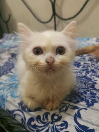 PERSION DOLL FACE CHICK FOR SALE