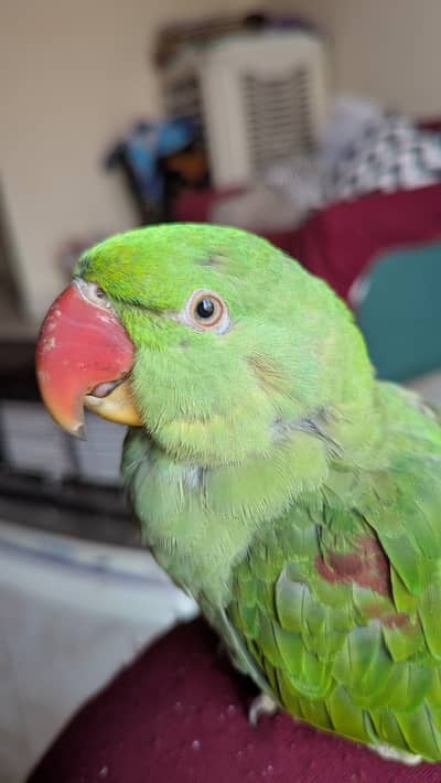 Raw parrot female handtame