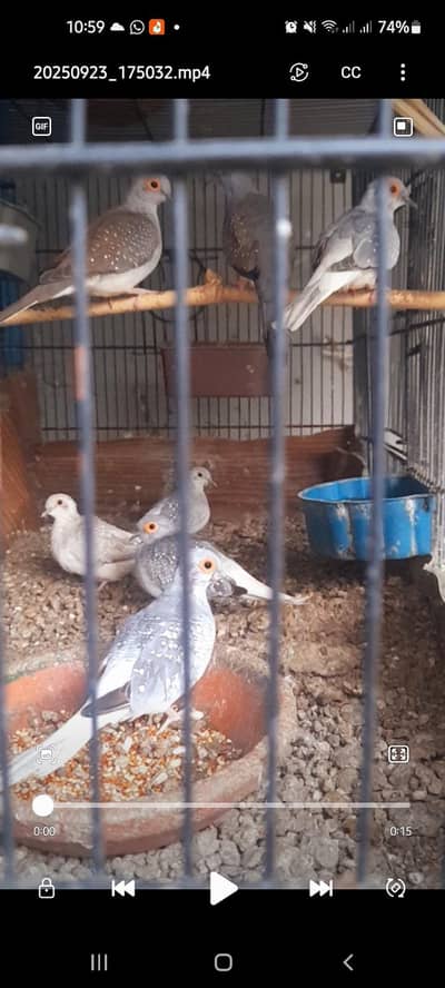 diamond doves for sale