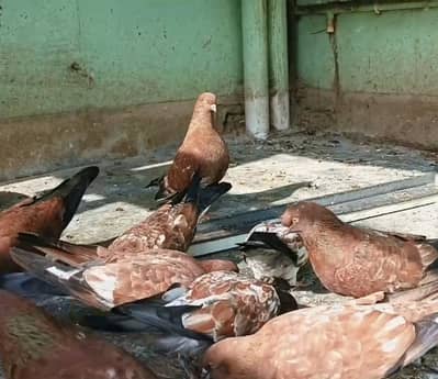 Red chilla pigeons