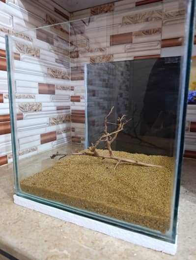 Betta Fish With Aquarium