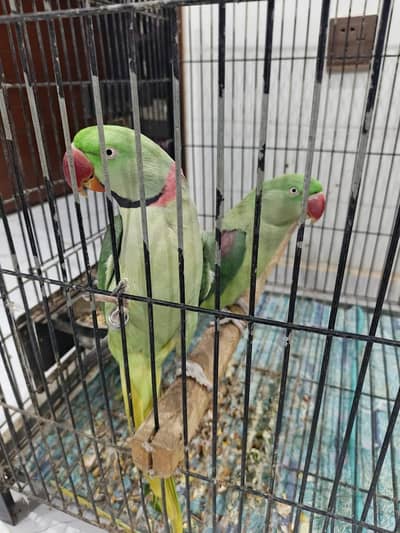 ALEXANDER PARROT FOR SALE