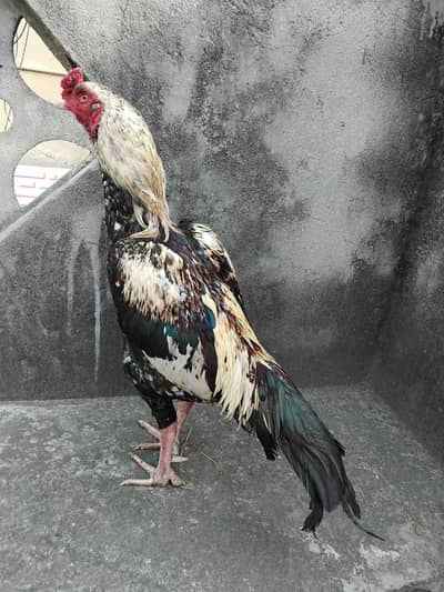 High quality aseel mainwali jawa mazboot patha for sale