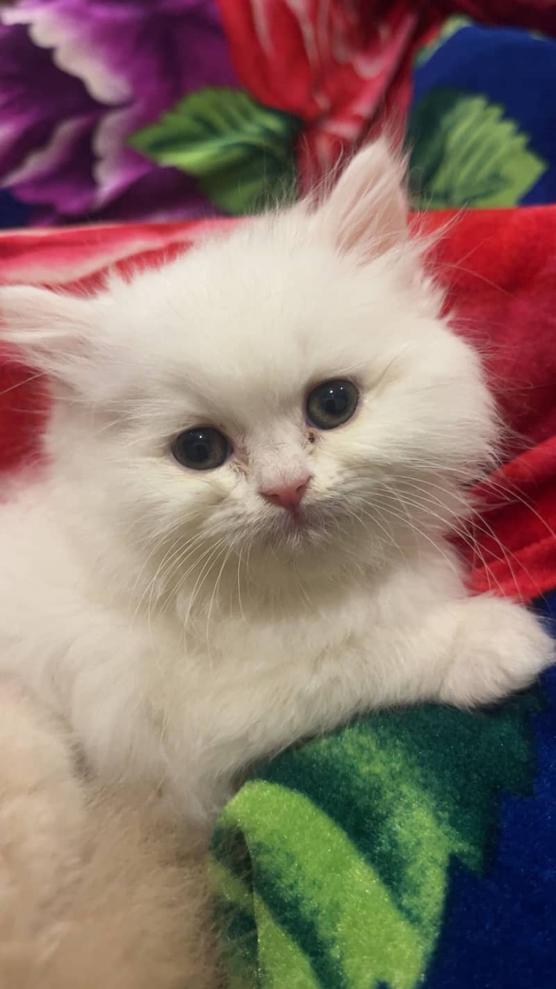 Msg or call only wtsp(03139288575) 1