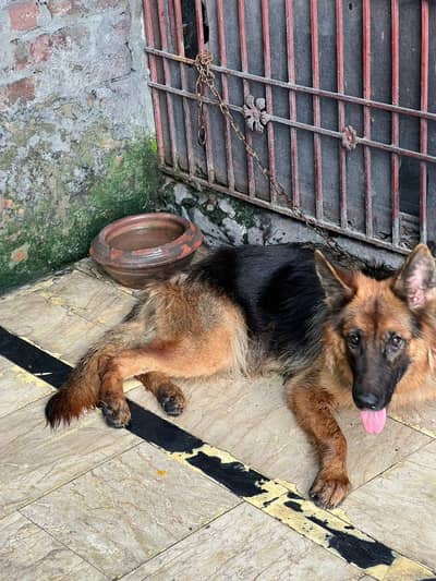 I want to sale my German shepherd female name megi age 16months