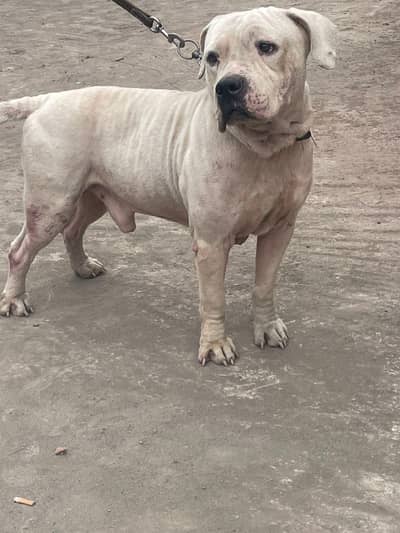 AM BULLY MALE BOY AVAILABLE NEW HOME  03084292504