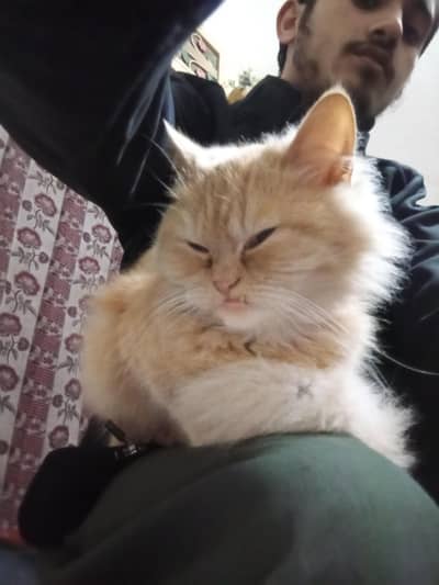 finally price in the mention