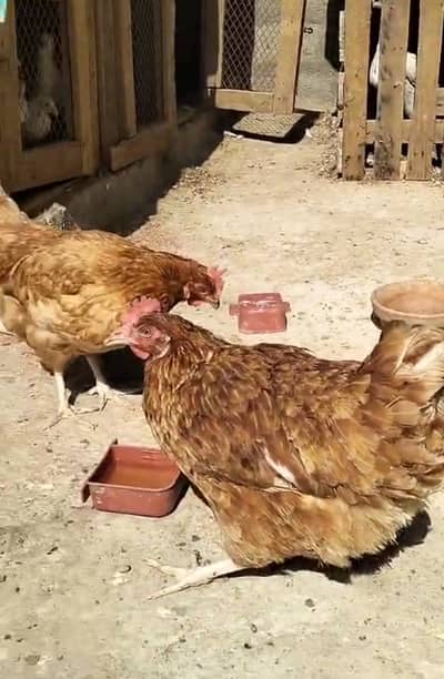 Luhman Brown Egg laying hen For sale  Location Orangi Town Karachi