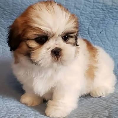 Shihtzu puppy for sale
