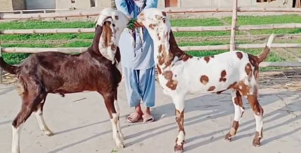 desi Bakre for sale03405796364