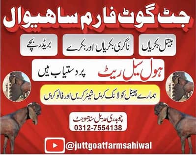 Jutt گوٹ فارم ساہیوال
