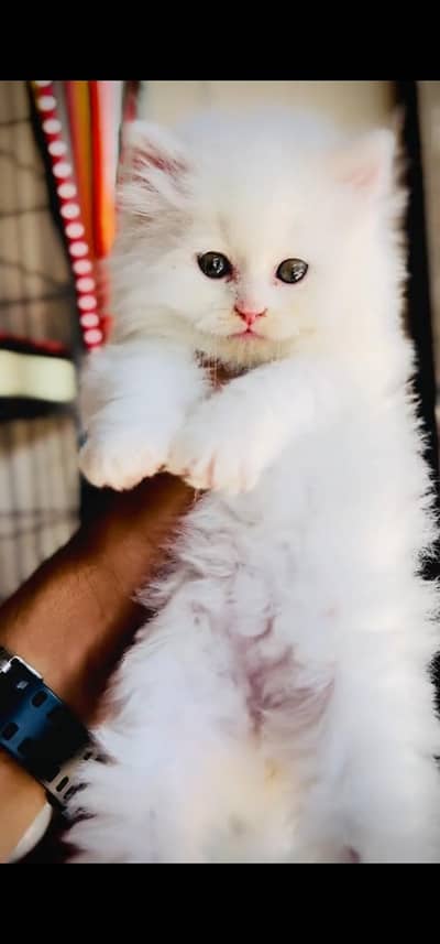Quality Persian Punch face cat & kitten is03062848895Whatsapp