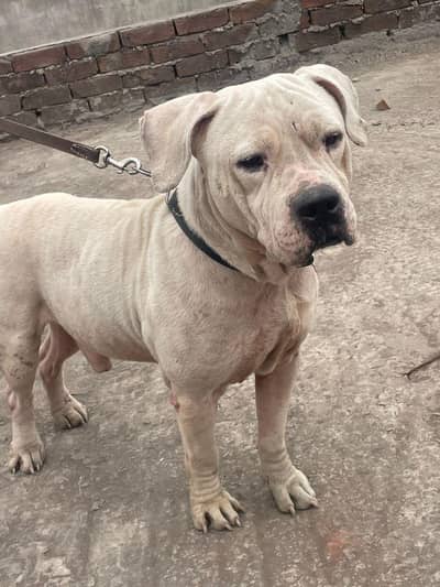 AM BULLY MALE BOY AVAILABLE NEW HOME