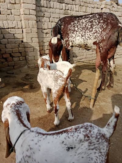 desi Bakri for sale 03405796364