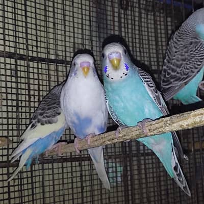 Budgire & Lovebirds Phatee