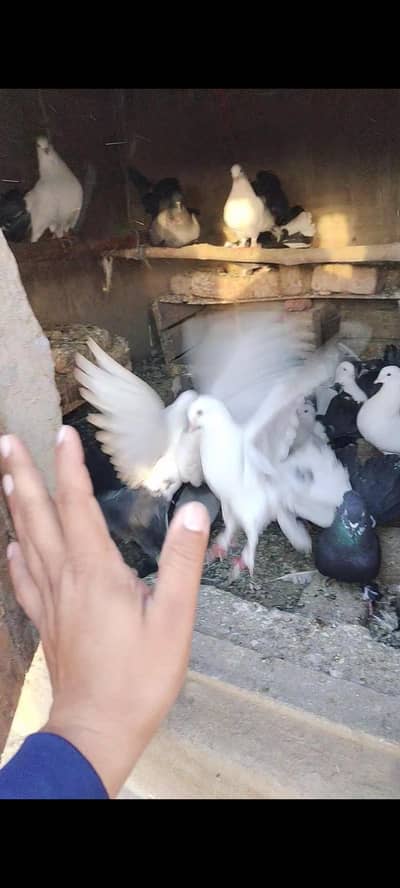 indian laky all piece sale urgently par piece 500 fainl