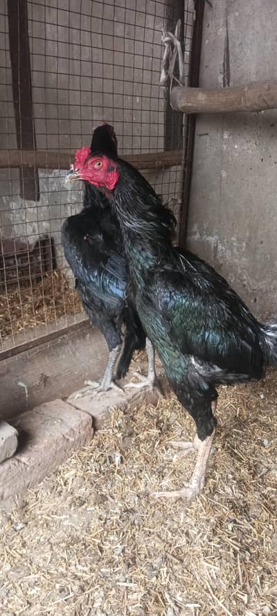 pure thie treat pathy